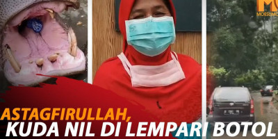 ASTAGFIRULLAH, KUDA NIL DI LEMPARI BOTOL